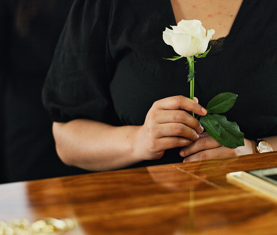 a person holding a white rose