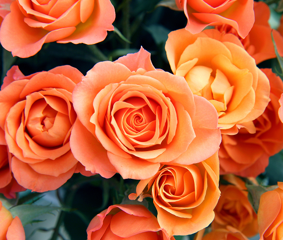 roses