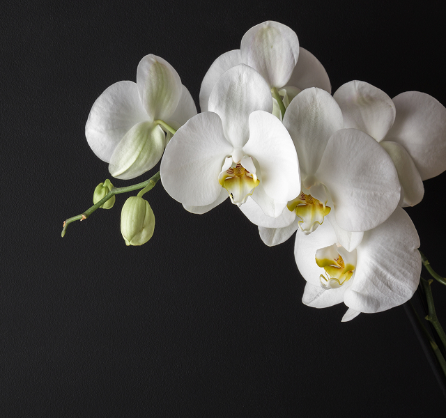 white orchid
